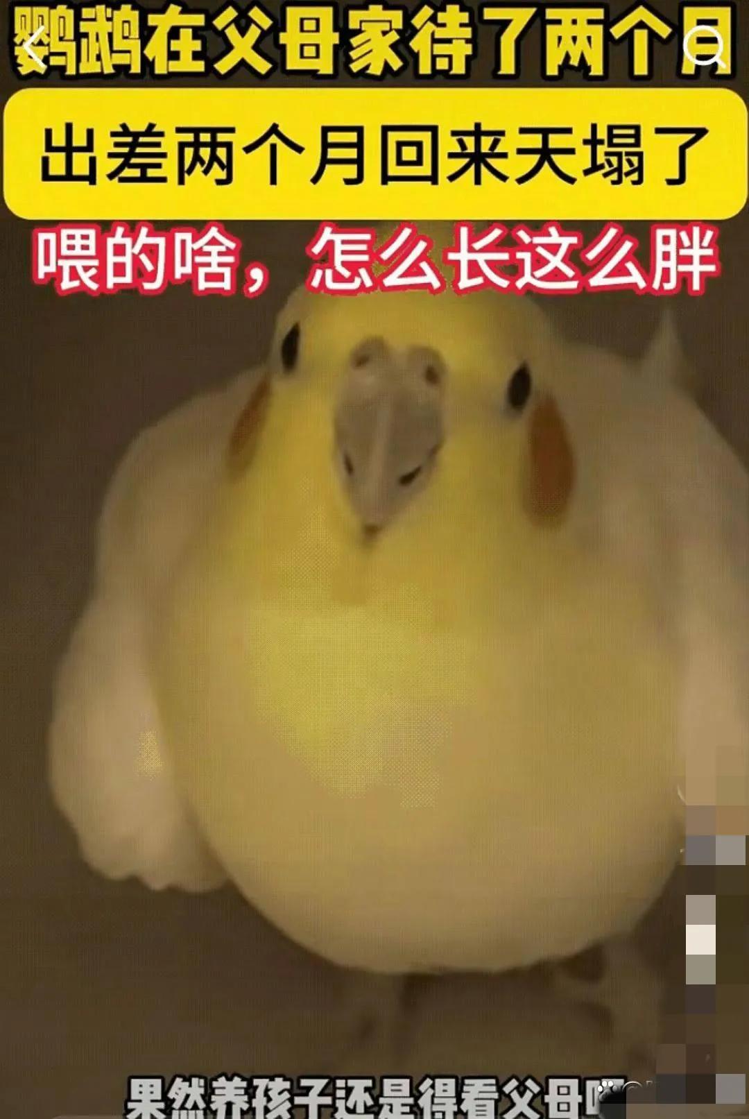 最近网上有个事挺火的。就是一个男的出差两个月，把他家鹦鹉放爸妈那养。他爸妈觉得不