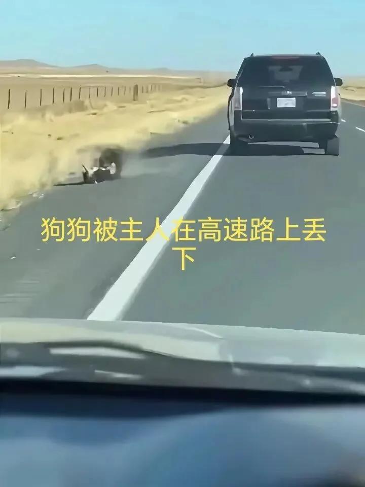 都说“好人不长寿，坏人活千年”。是真的吗？边牧被主人丢在无人区，狗狗狂追，扒着