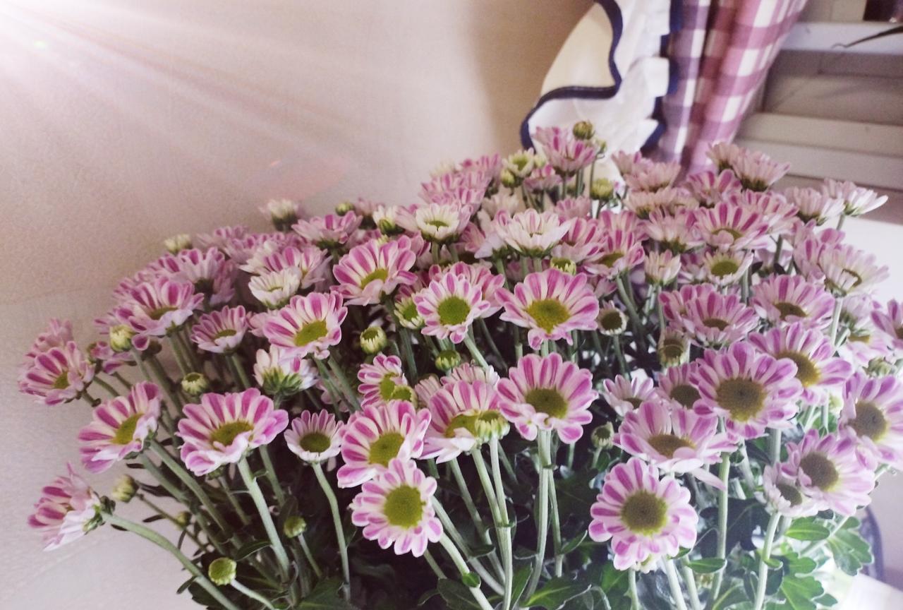 #随手拍的花分享#菊花，是秋日里当之无愧的主角。南宋爱国诗人郑思肖曾在《寒菊》