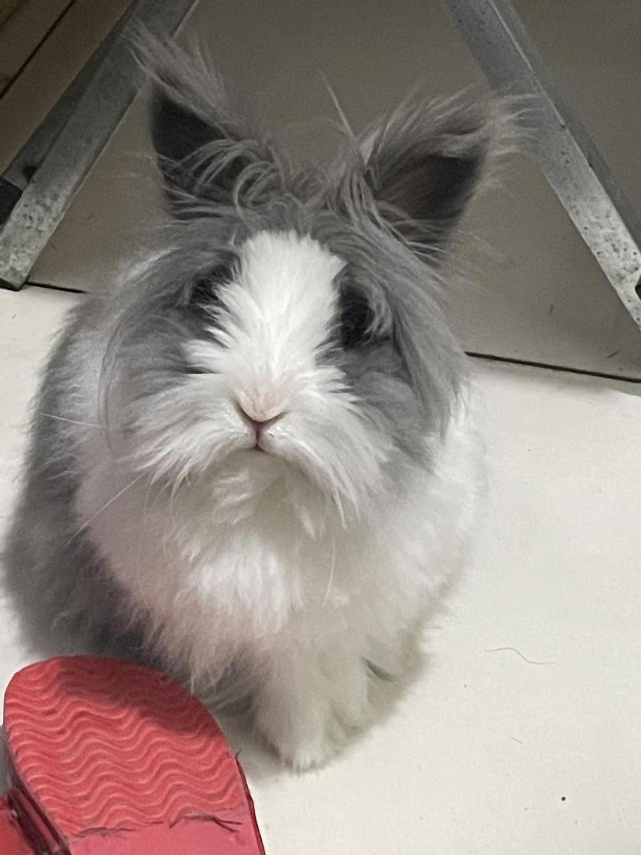 萌宠兔子。宠物兔