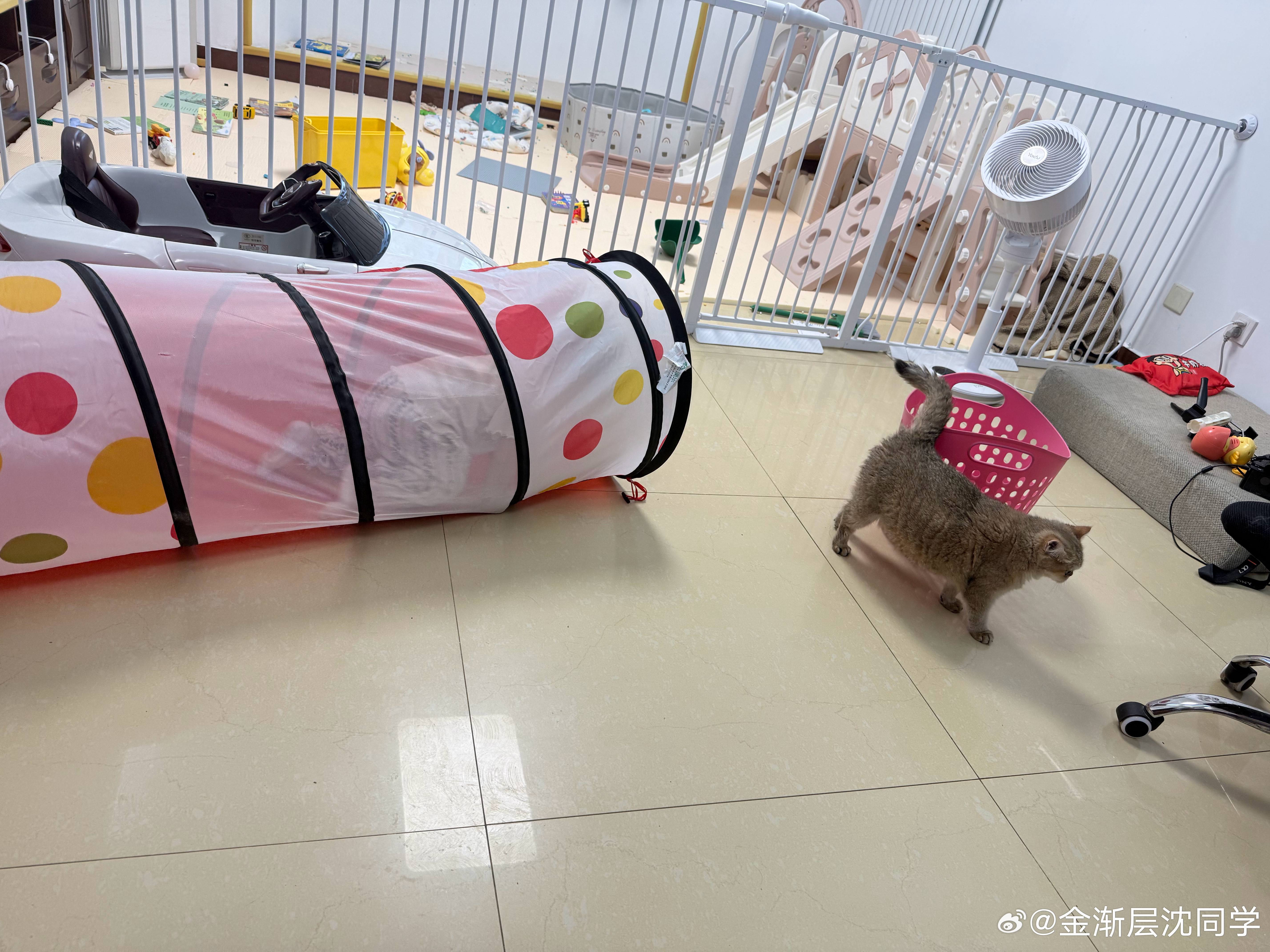 小猫开始遛娃萌宠猫咪