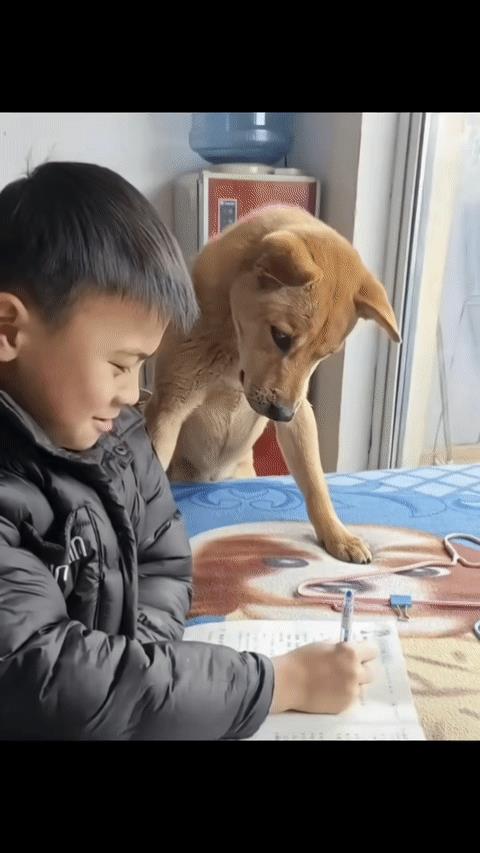 狗：看我干嘛？你的书都学狗肚子里了[捂脸哭]
