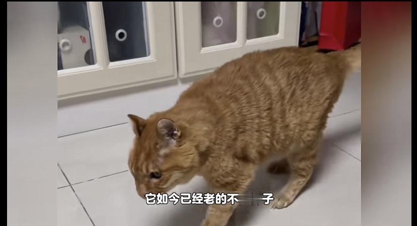 我见过最大年纪的猫，今年已经27岁了，98年生，走路都站不稳了，就像八十多岁的老