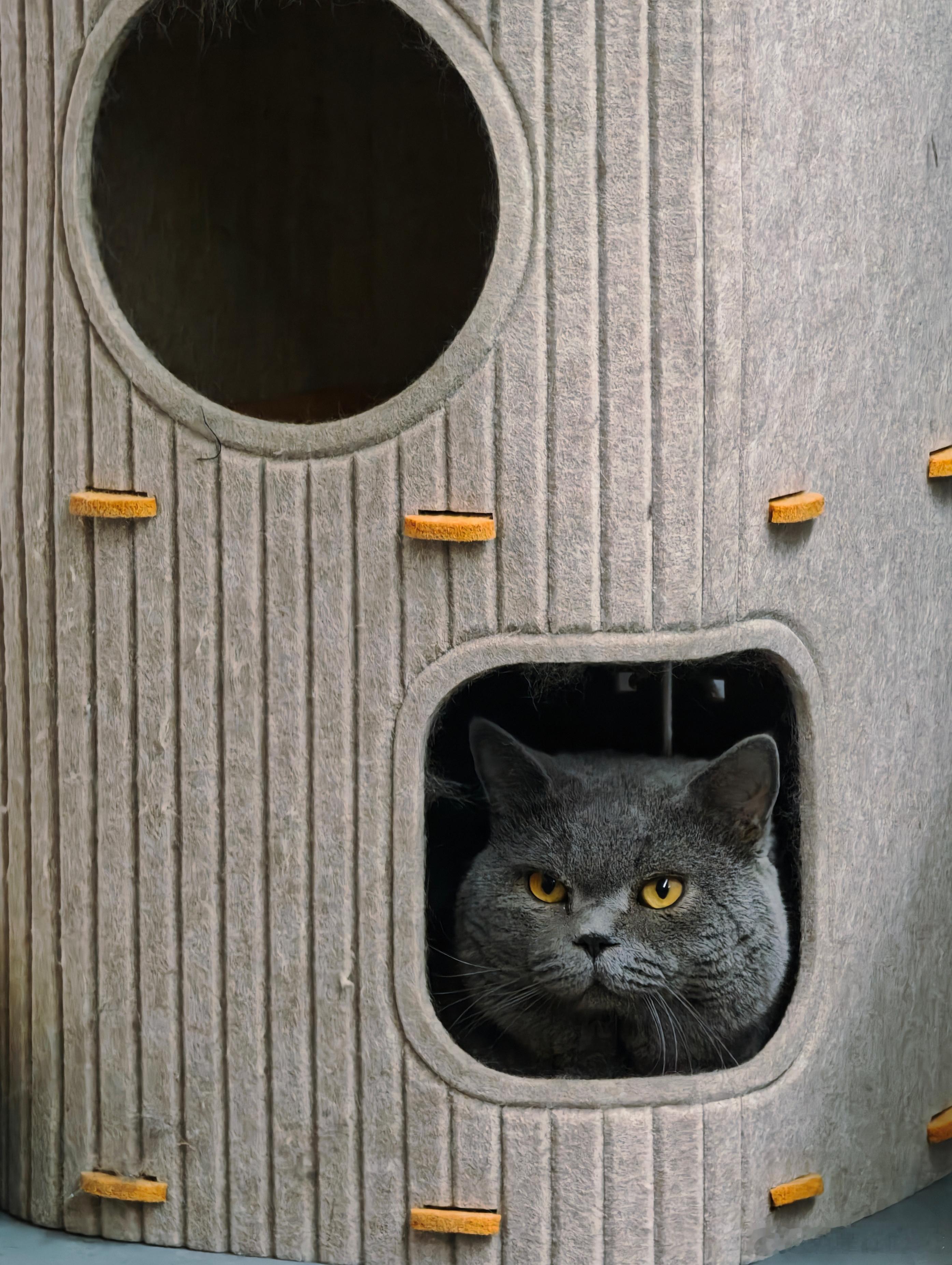 有些人（猫）你一看就知道是大哥​​​