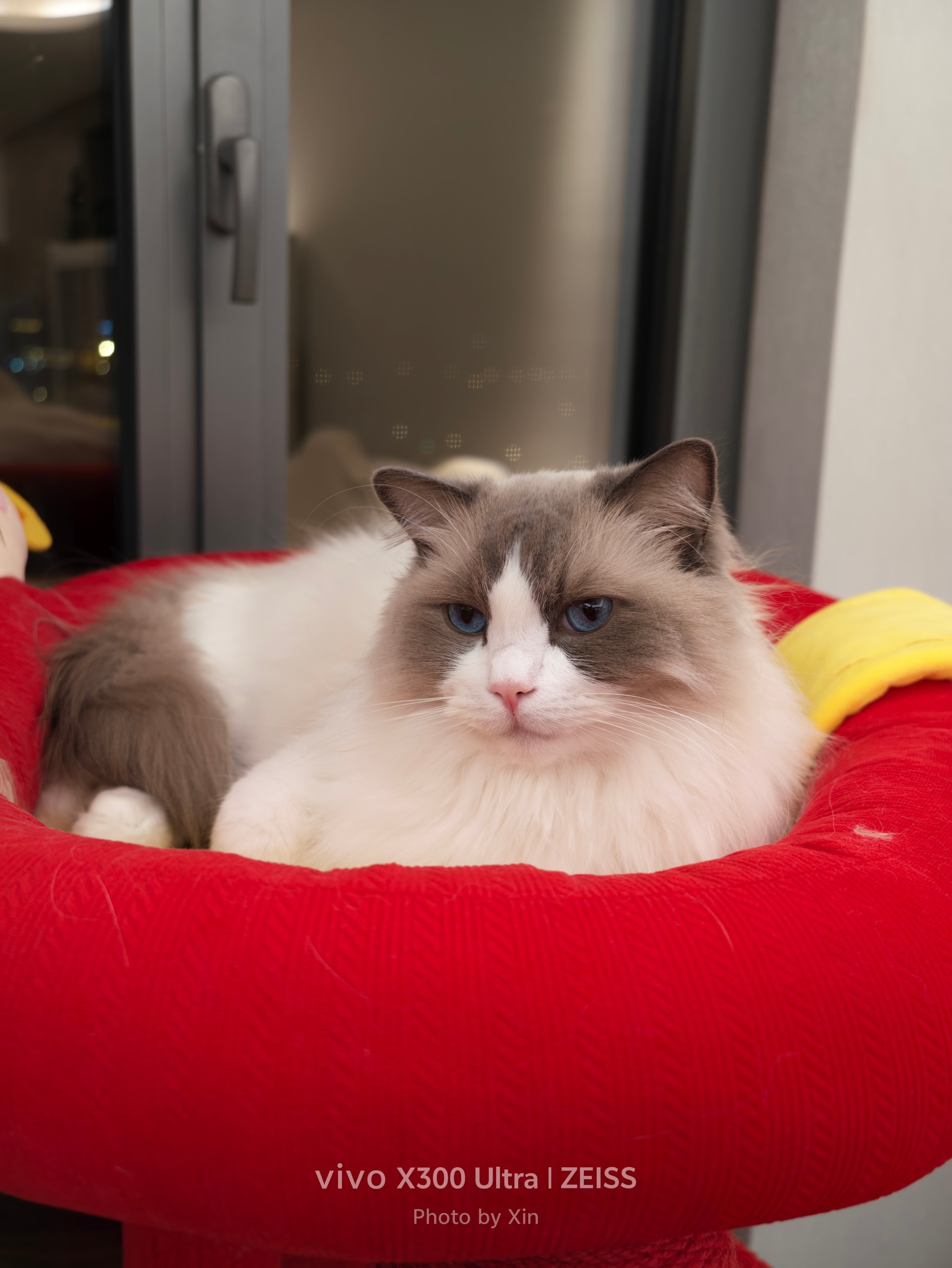 VIVOX300Ultra拍的我家猫，用的两亿像素，图1是原图，图2是照片放