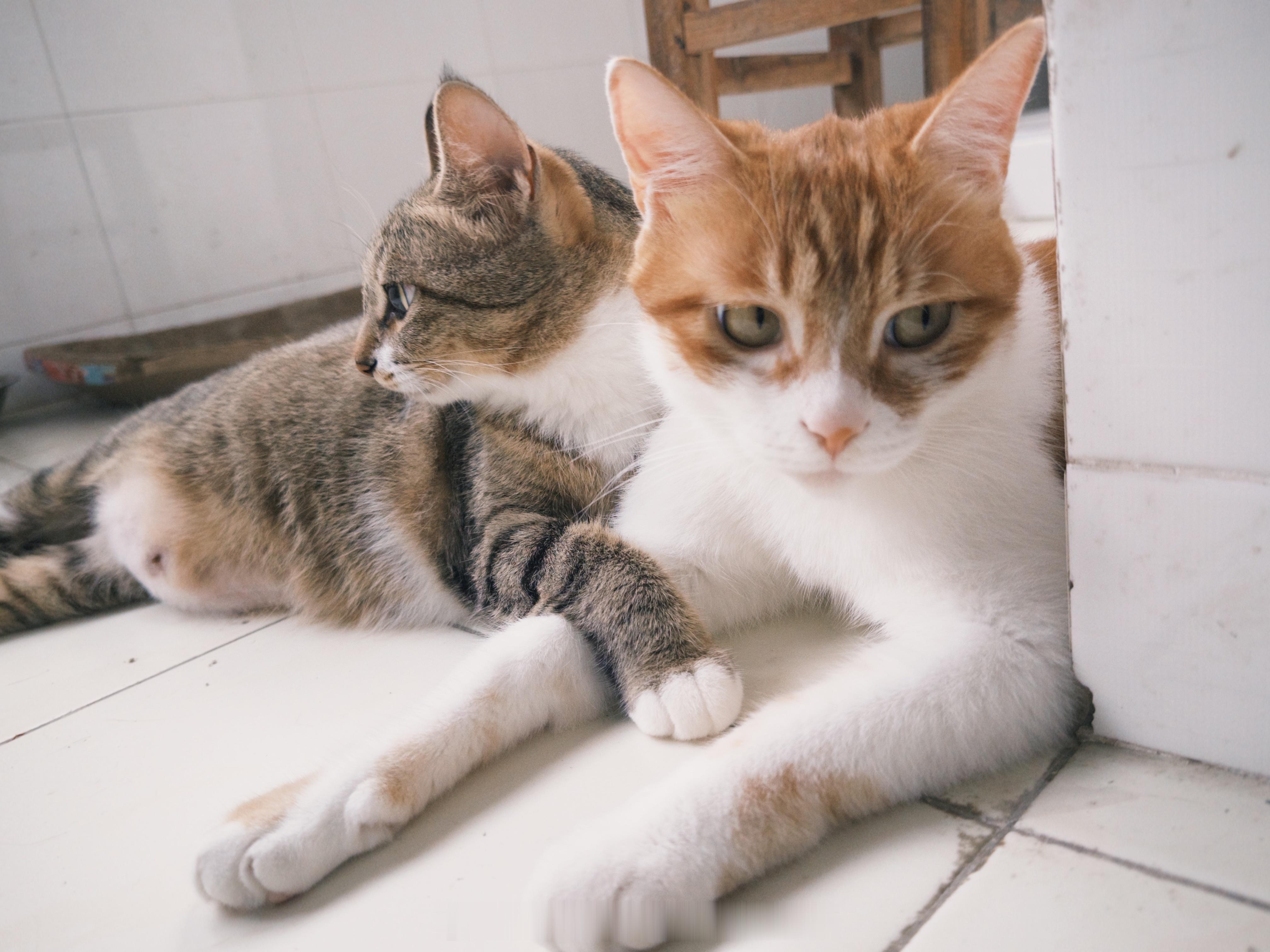 橘猫智商低