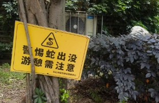 徒手逮蛇！”四川一广场惊现两米大蛇，将树下打牌的阿姨吓得不轻，一大爷挺身而出，抓
