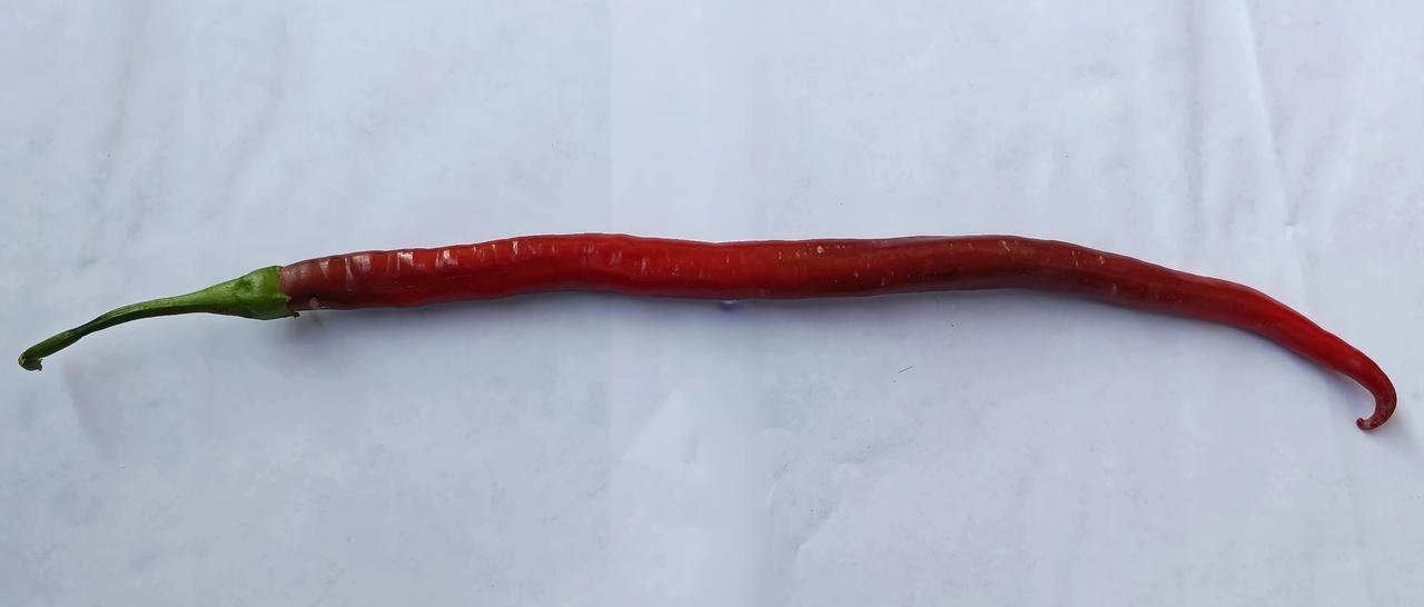 同事的岳母给了我一根辣椒，出奇的长：我用尺子量了量，长度足足有51厘米！实话实