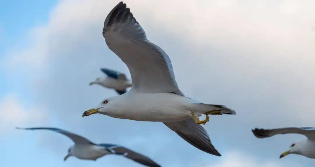 婆婆下周要回老家，儿媳一听就慌了神，抱着娃在客厅转圈，嘴里念叨“我连尿布都换不利