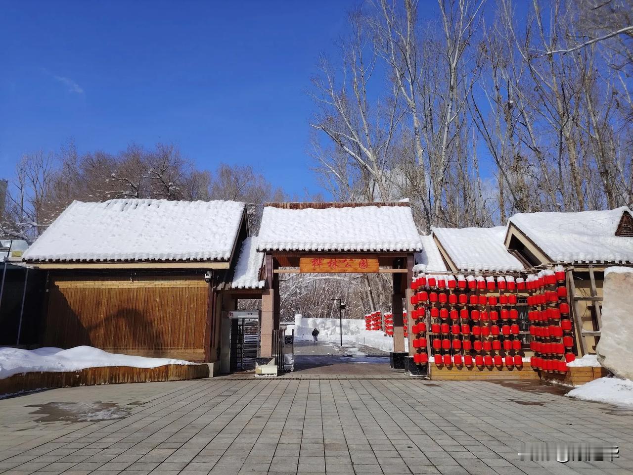 2025年3月10日，雪后的阿勒泰市桦林公园，依然沉浸在一片银装素裹的冰雪世界中