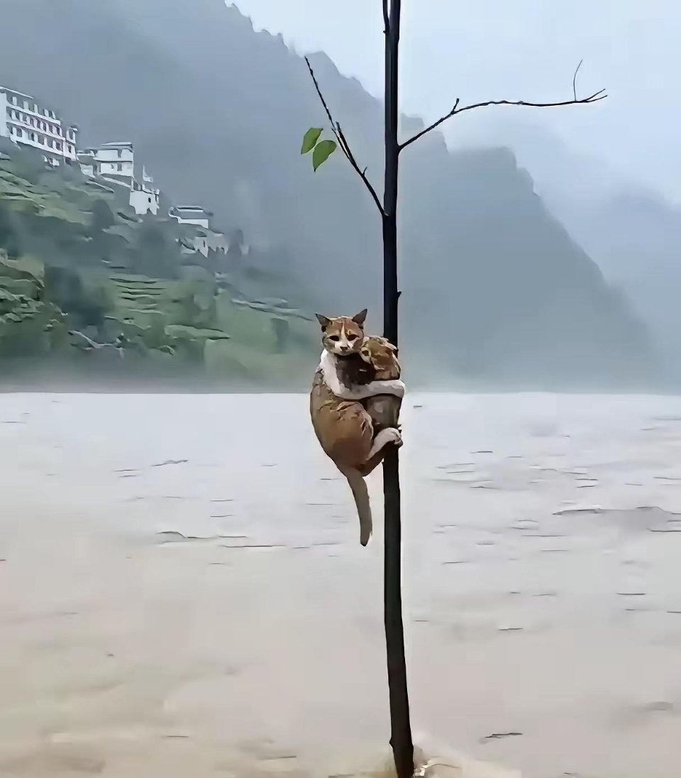 洪水绝境里，一只流浪猫的母爱，真的让人破防！