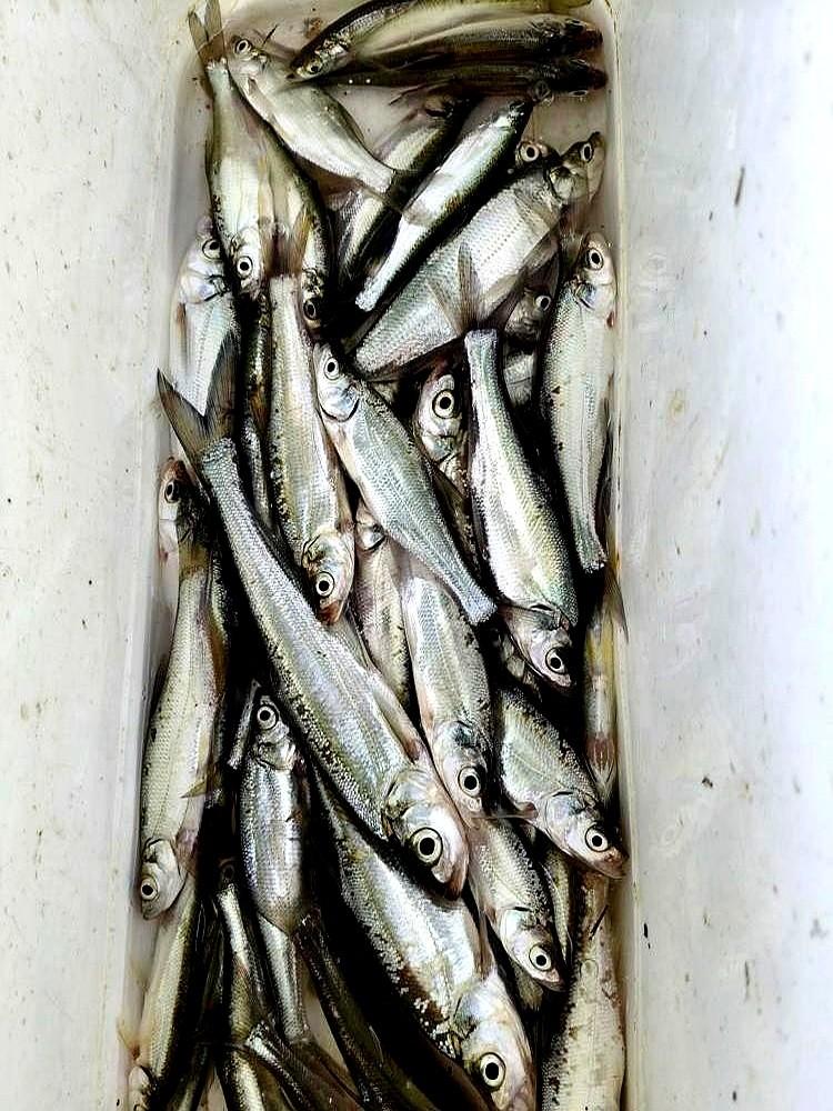 连钓三个月，护里一条白条都见不着，清一色的青稍在水桶里翻腾。这水下的江湖，正