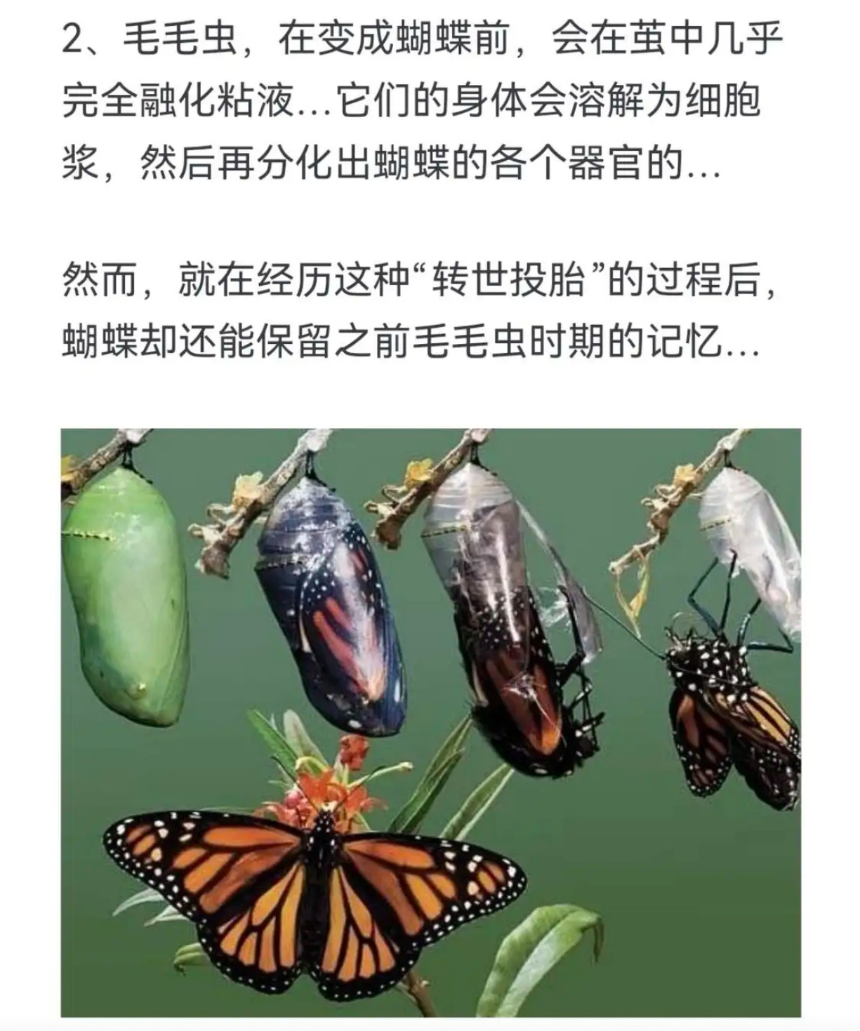 毛毛虫变蝴蝶：身体溶解后竟还保留前世记忆？