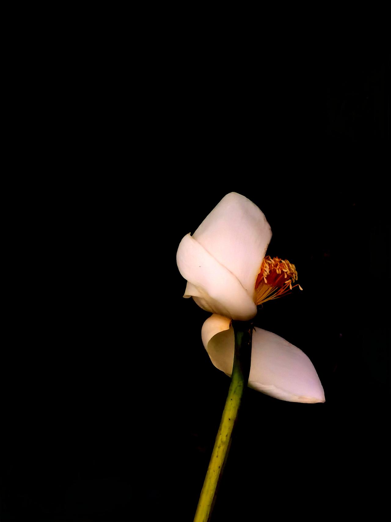 洋泾湖的白莲花，在晨曦中。公园洋泾湖洋泾湖白莲花荷花