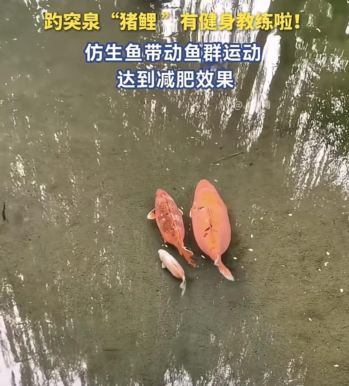 笑不活了!山东济南,游客吃惊地发现,在趵突泉里出现一些特别的鱼,它们身形矫健,也