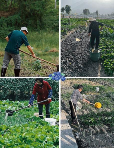 中国祖辈都在用的“粪水浇菜”，欧洲科学家却才发现，为什么？中国用粪水浇菜的习惯