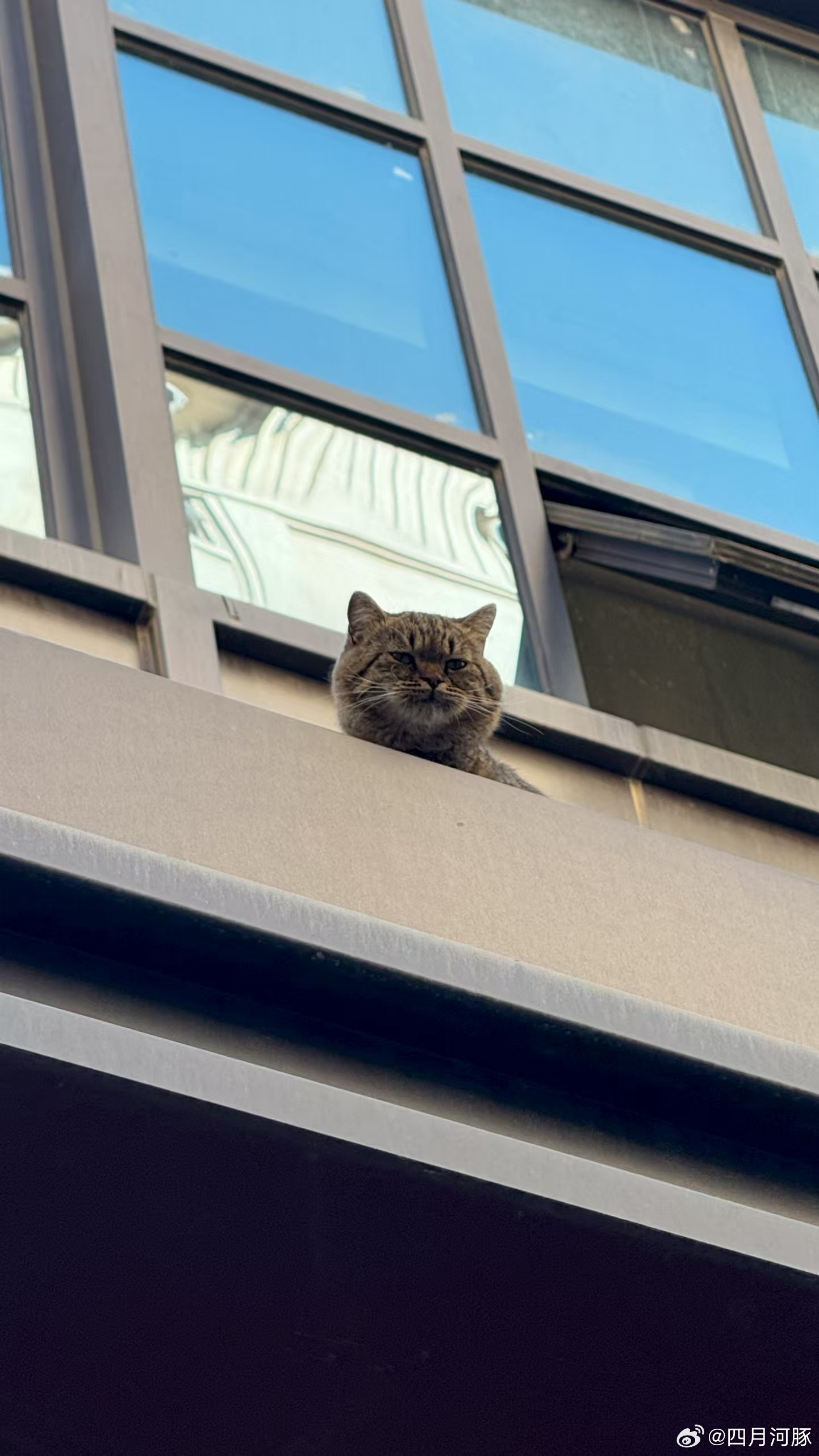 哈哈哈哈哈猫猫
