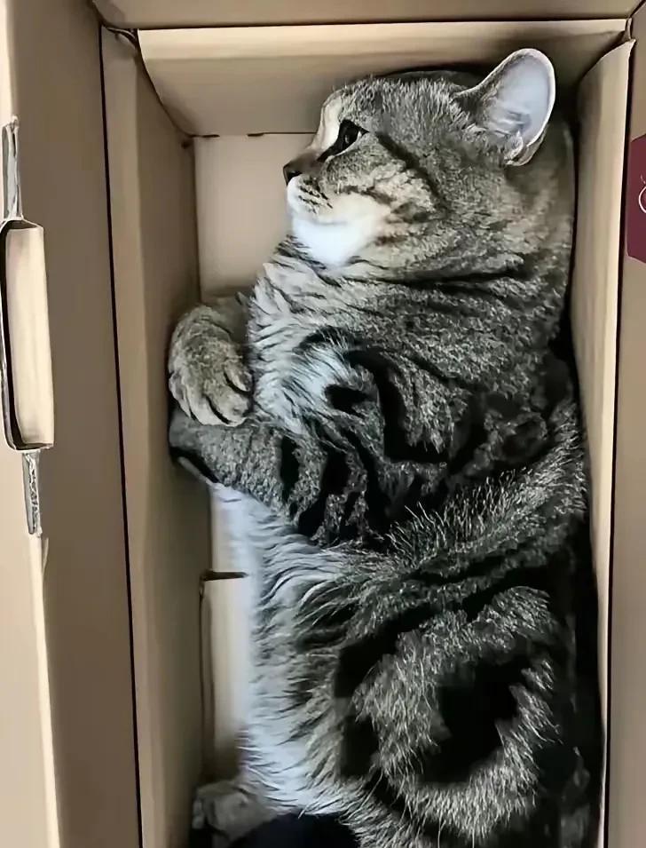 我朋友买的一只狸花猫太可爱又搞笑！是朋友的同学在哈尔滨快递邮寄过来的。路上快运两