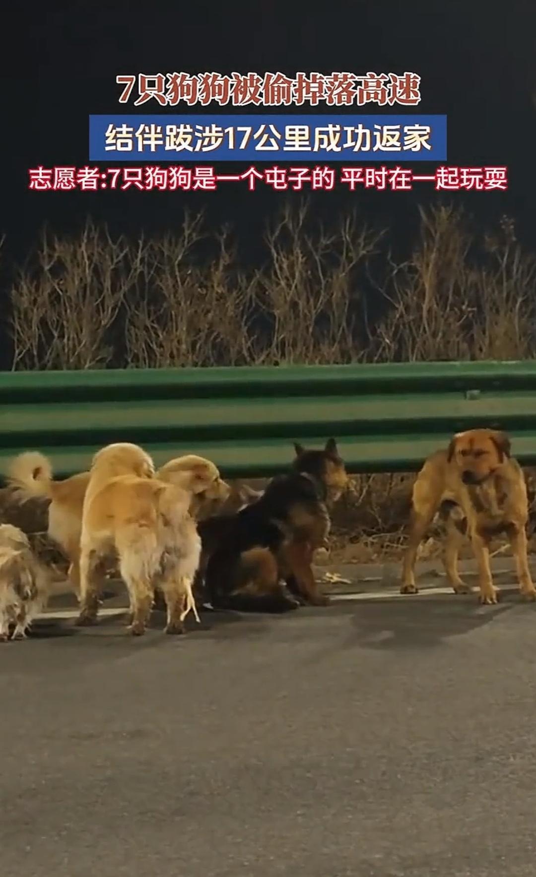 长春这事真让人看着又气又揪心。同村的7条狗平时就是一块玩的发小，结果被偷狗贼一