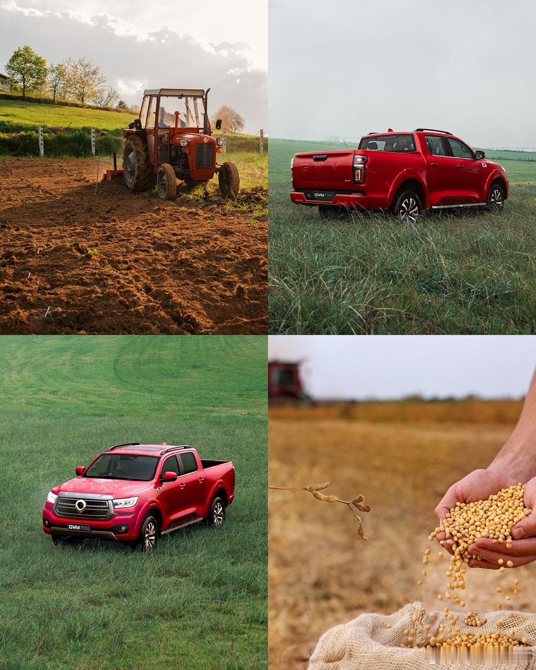 南非长城炮的宣传海报，有一种简单恬静，桃花源般的美感开长城炮的大概都有农场吧