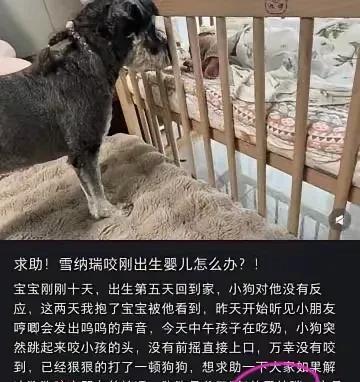 狗狗都开始咬孩子了，这个没心肝的妈还在网上问怎么办，还说狗狗也是她的宝贝。都出