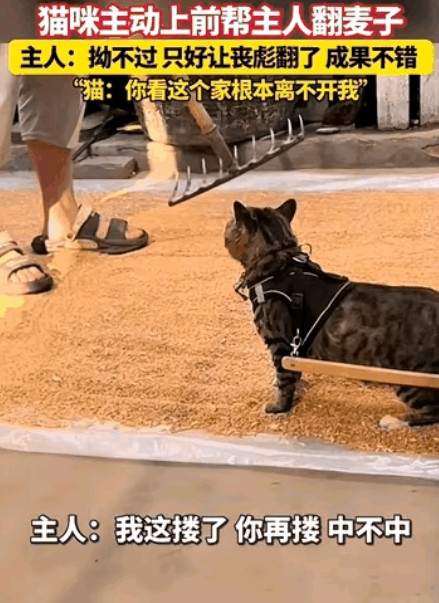 太有灵性了”！河南，男子刚把麦子摊开，猫咪就拖着车跑过来，“喵喵”直叫，男子拗不