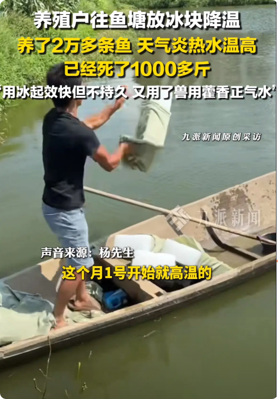 这天气热得连鱼都受不了咯！7月11日，湖南岳阳一鱼塘养殖户，为了给自家的鲈鱼降温