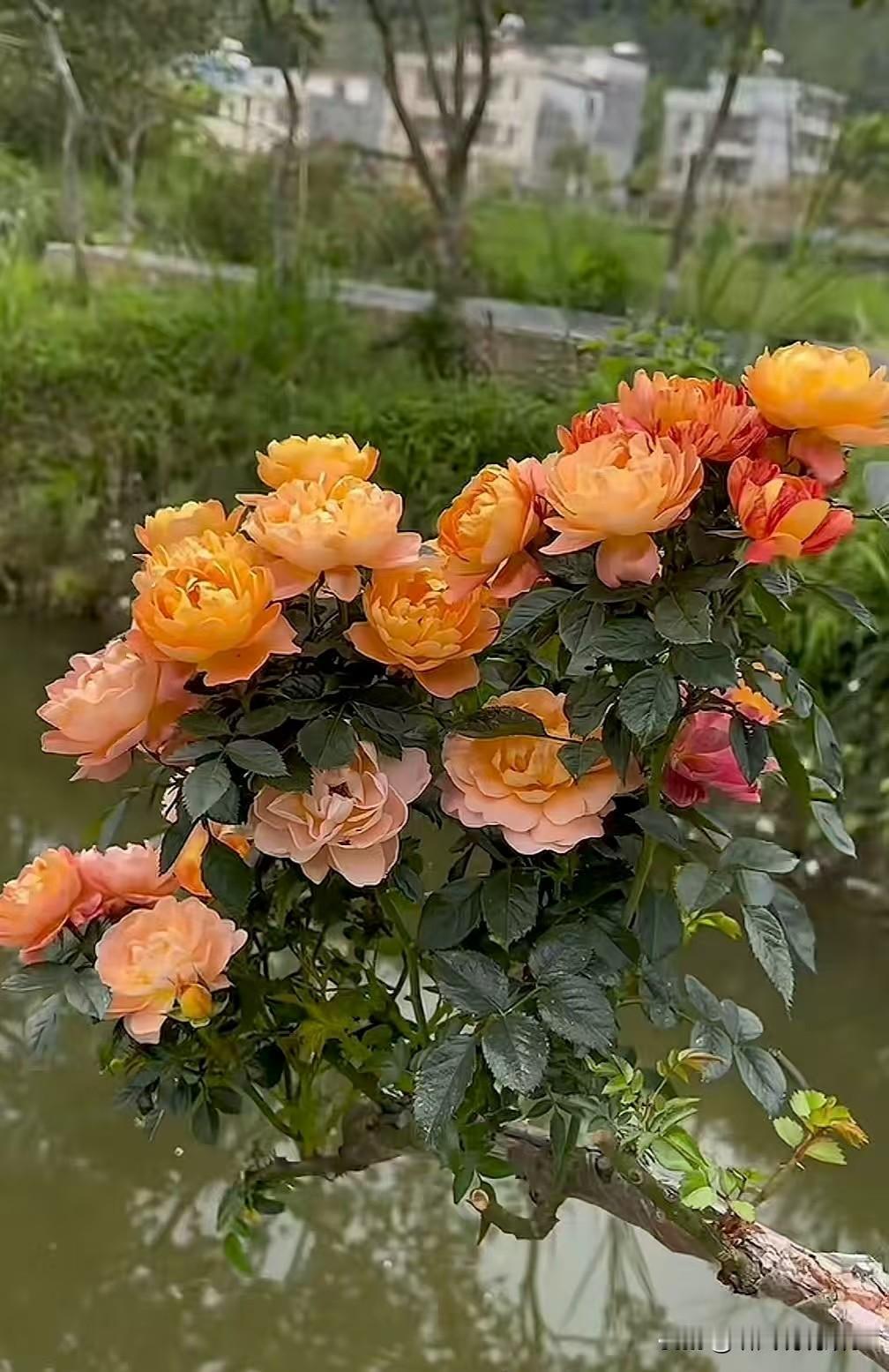 很喜欢这个女孩，她一直都很阳光，有想法。陈梦能够两次走到奥运会决赛的舞台，背