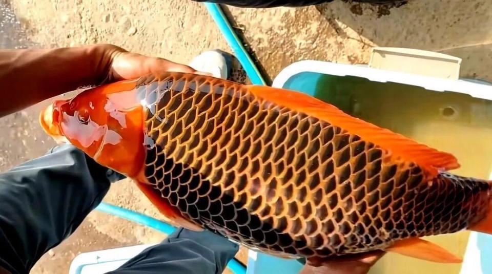 《“龙鳞鲤”现身江西鱼塘！一天鲤鱼5000块，还没出水就被神秘买家抢走》2月