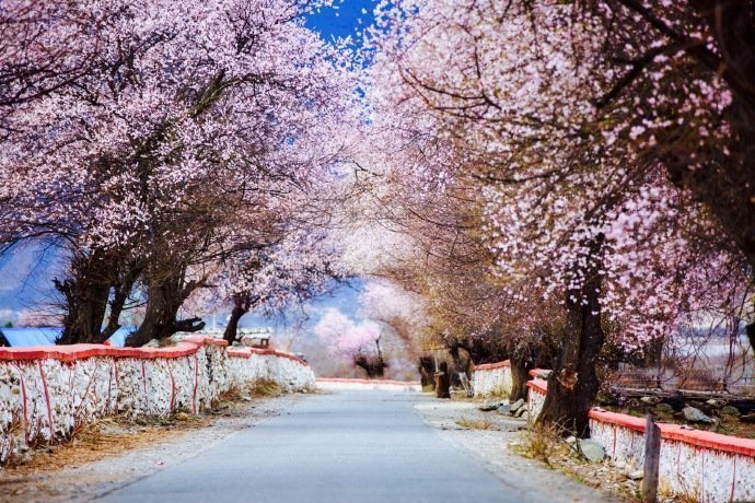 西藏林芝：给我一个春天·还你一片绝美桃林