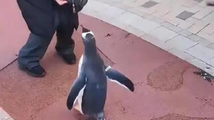 2025年11月7日，哈尔滨道里区保利城5期小区内，一女子“遛”企鹅的奇景引居民