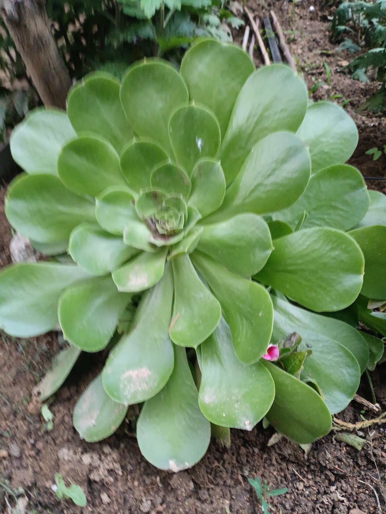 这株绿意盎然的法师多肉，舒展如莲座，叶片饱满莹润，在泥土里静静绽放着温柔的生机。