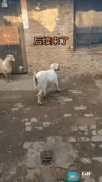 “真是神了！”广东一位男子养的羊群里，有两只小羊没跟上队被锁在门外。就在他刚要去