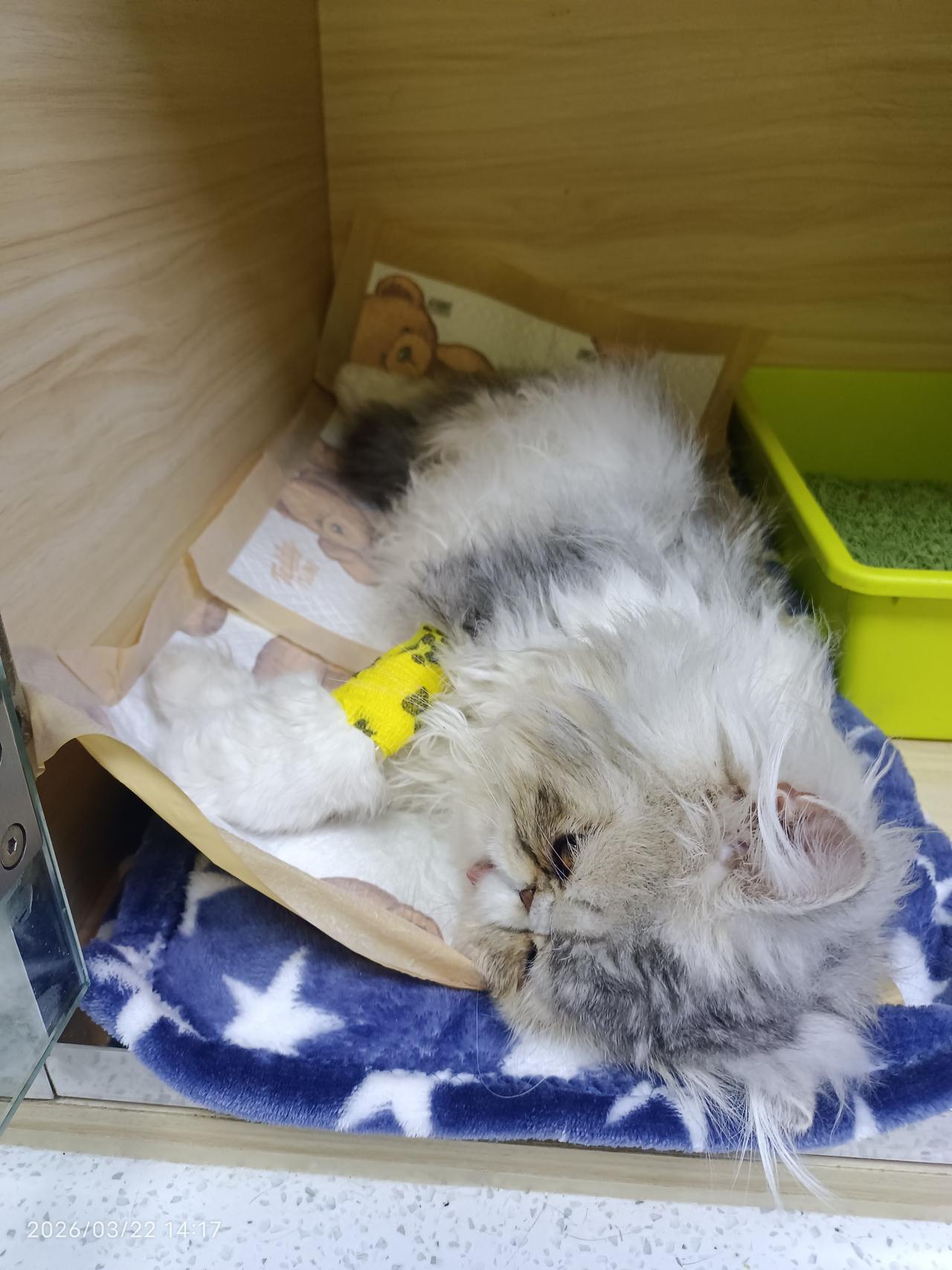 人不相信的事情，就不应该做了。我本来就是不相信宠物医院的。可猫孩真尿闭了，还