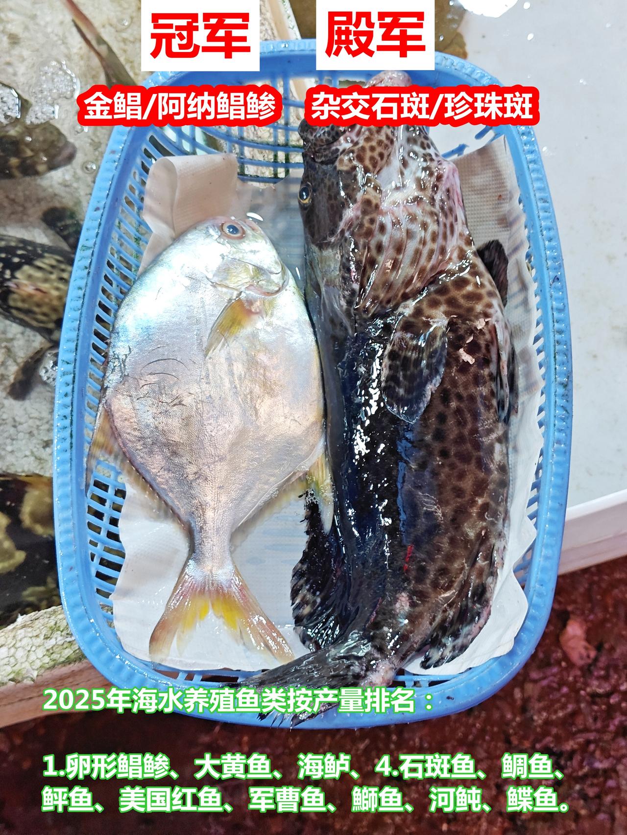 海水养殖界冠军“金鲳”和殿军“石斑”合影2025年海水养殖鱼类的‌数量排名‌