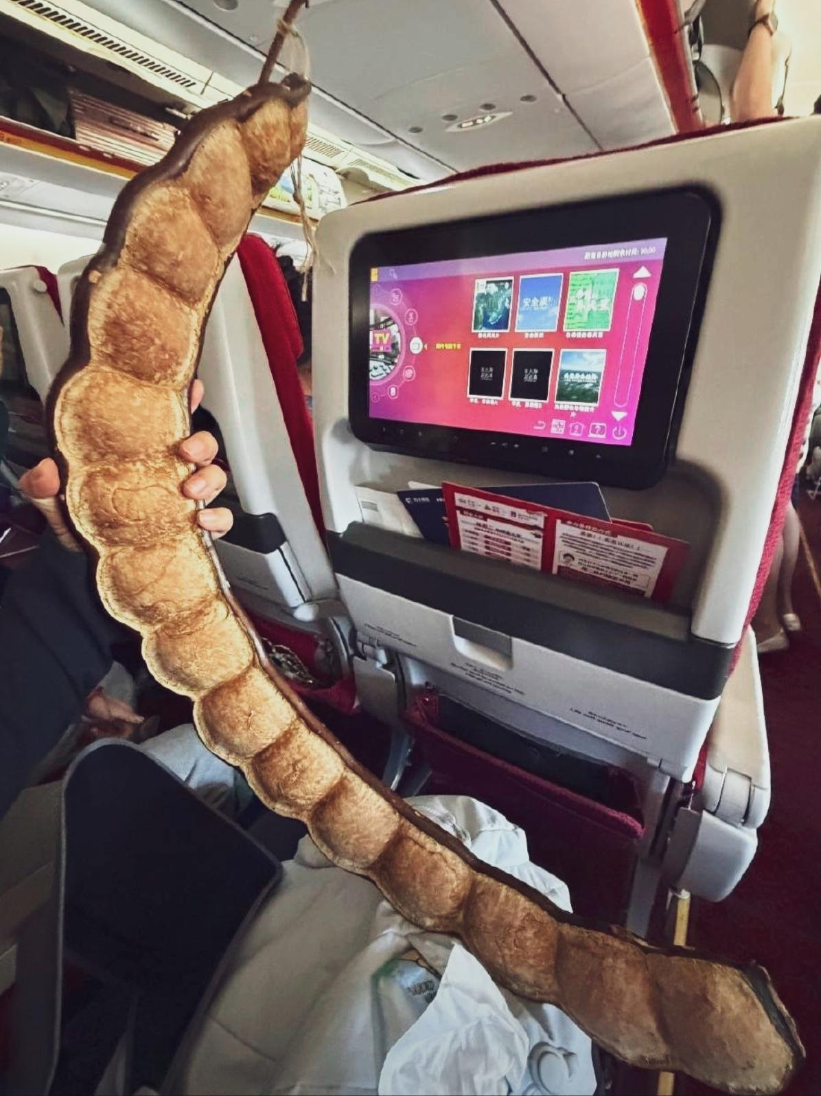 🔥云南一米多大豆荚刷屏！女子带它坐飞机火遍全网。云南惊现1米多长巨型豆荚，一夜