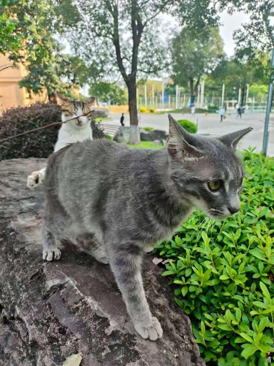 50629【丑猫】我要申诉！这个猫天天趁别的猫背对自己，趁其不备背摔别的猫！还经