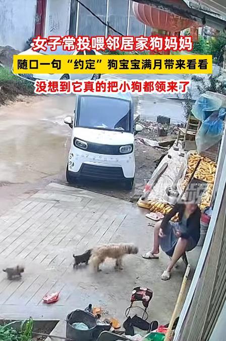 万物皆有灵！山东，一女子经常投喂邻居家小狗，无意中发现狗妈已经怀孕了，就随口说了