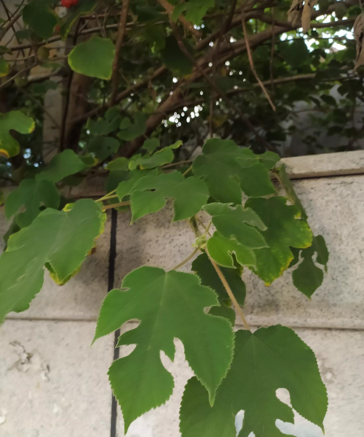 小区里有一只白猫，投喂了一段时间，最近生崽崽了，它生崽崽了让它带我去看看它崽崽，