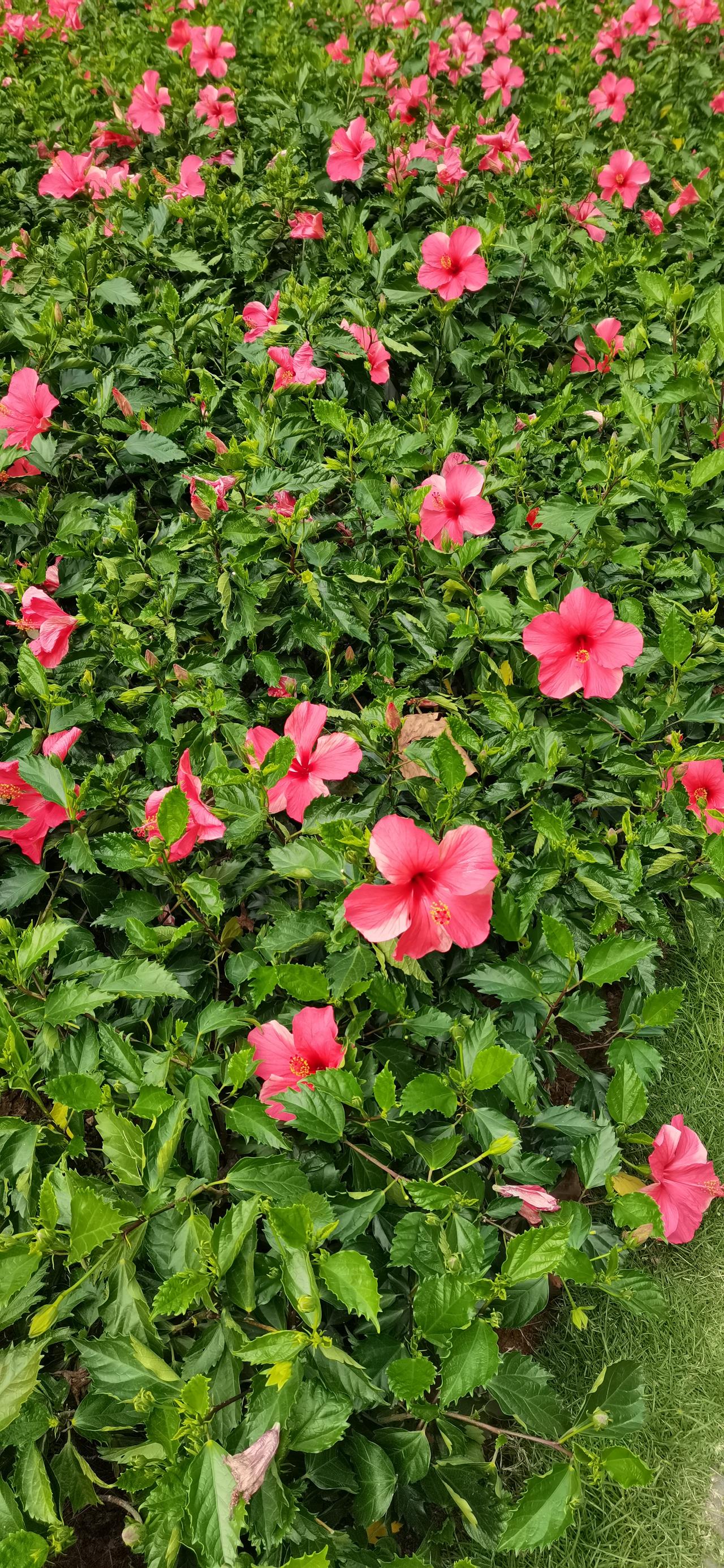 今天上证指数已经7连阳了，明天还要8连阳吗？在3连阳的时候好多股民都怕了，股市