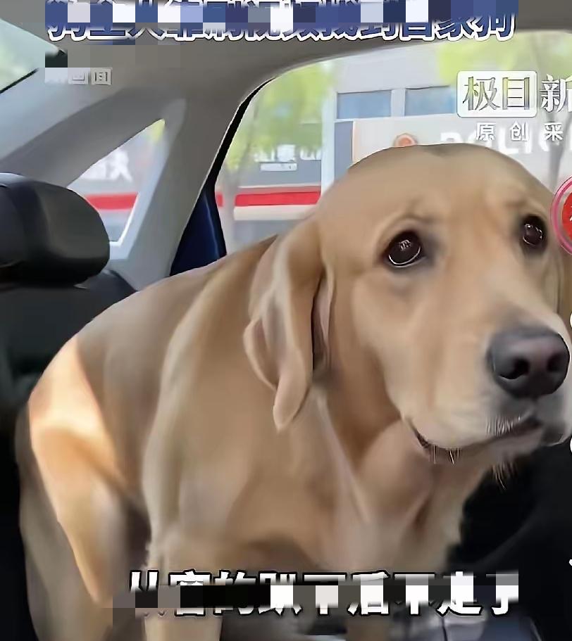 成精了！武汉聪明拉布拉多迷路不慌张，主动找警车求助太暖心太聪明了！湖北武汉