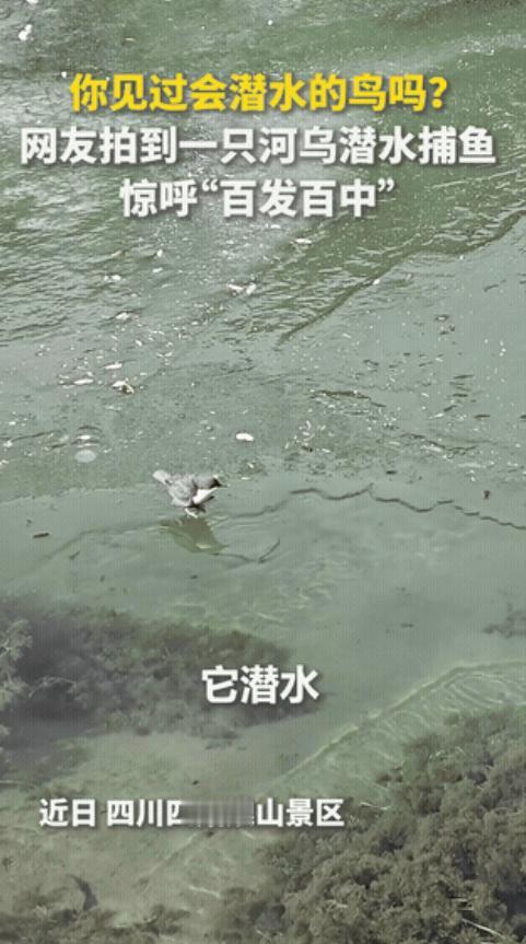 这只鸟上人民日报了！四川四姑娘山景区，游客们本以为遇见一只在冰面发呆的普通小鸟，