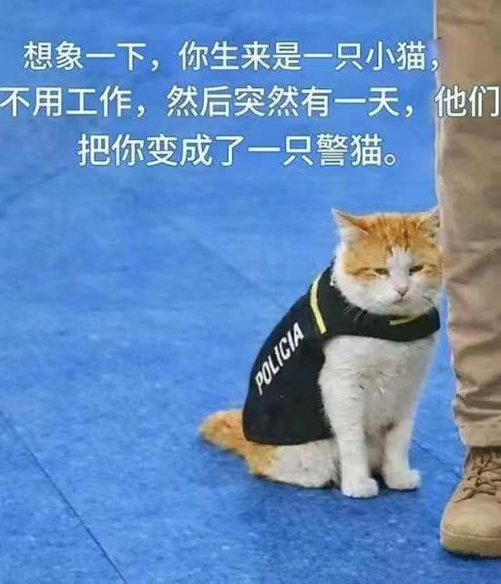 又是周一梗图搞笑meme