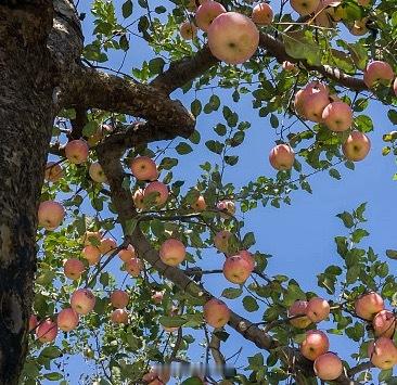 养ss苹果树日常种植养护秘籍1.寓意：苹果象征平安、吉祥、丰收与顺遂。喜爱苹果树