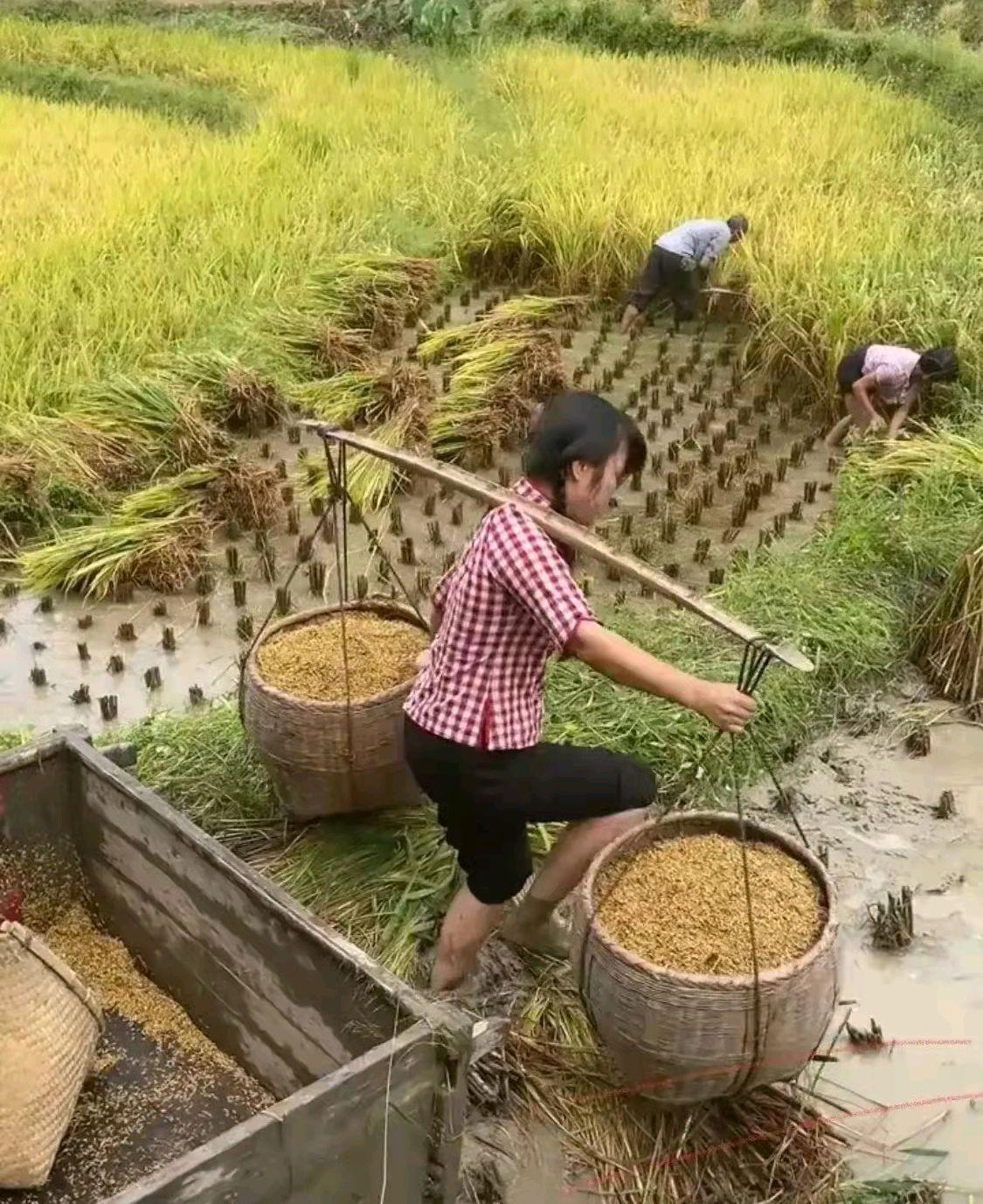 真没想到，现在会种地的农民也成了香饽饽。3月12日，一媒体报道，河北一公司招聘