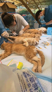 排排嘎宠物卖萌中心​​​