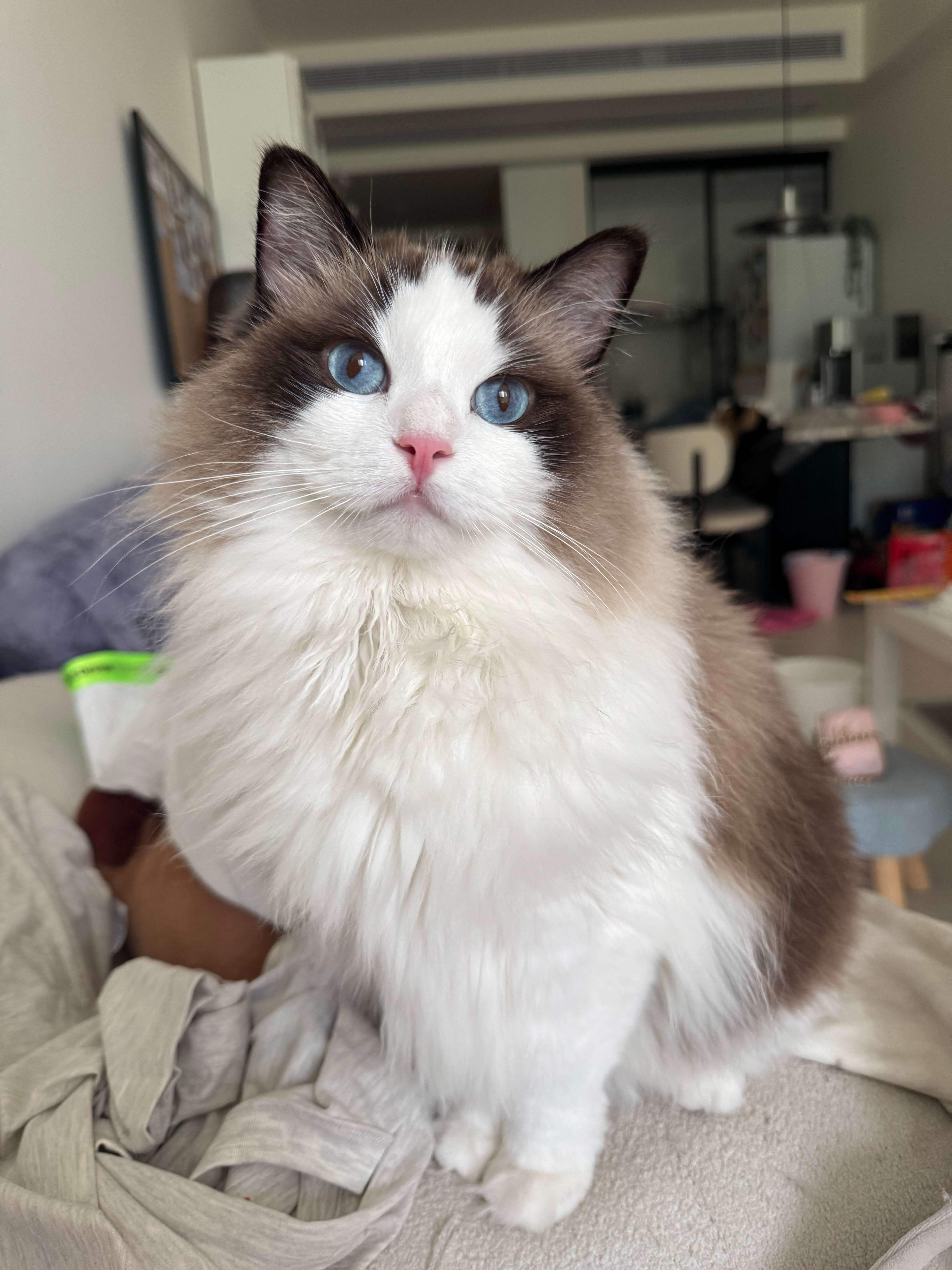 美棉​​​