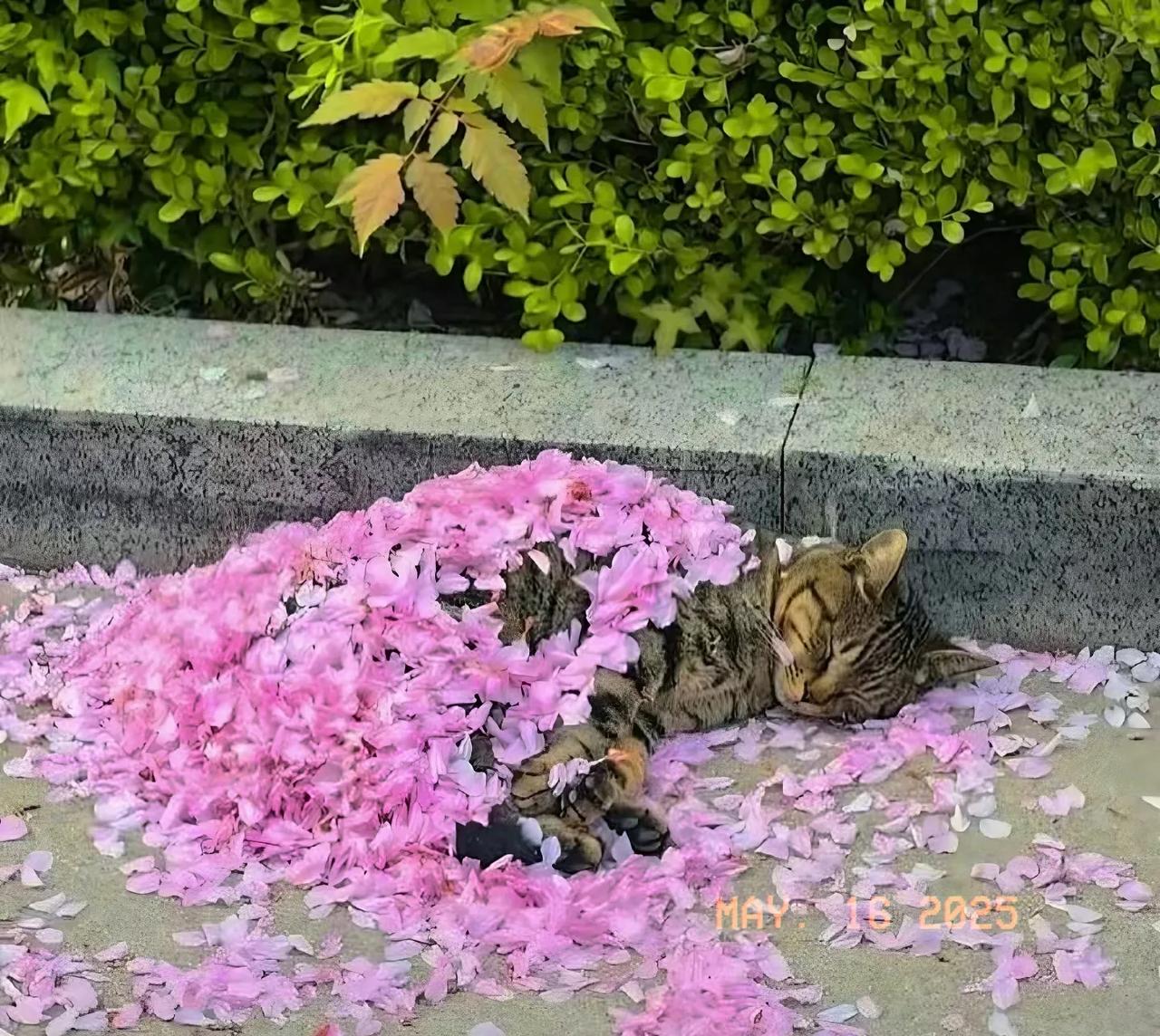 花瓣里得猫猫