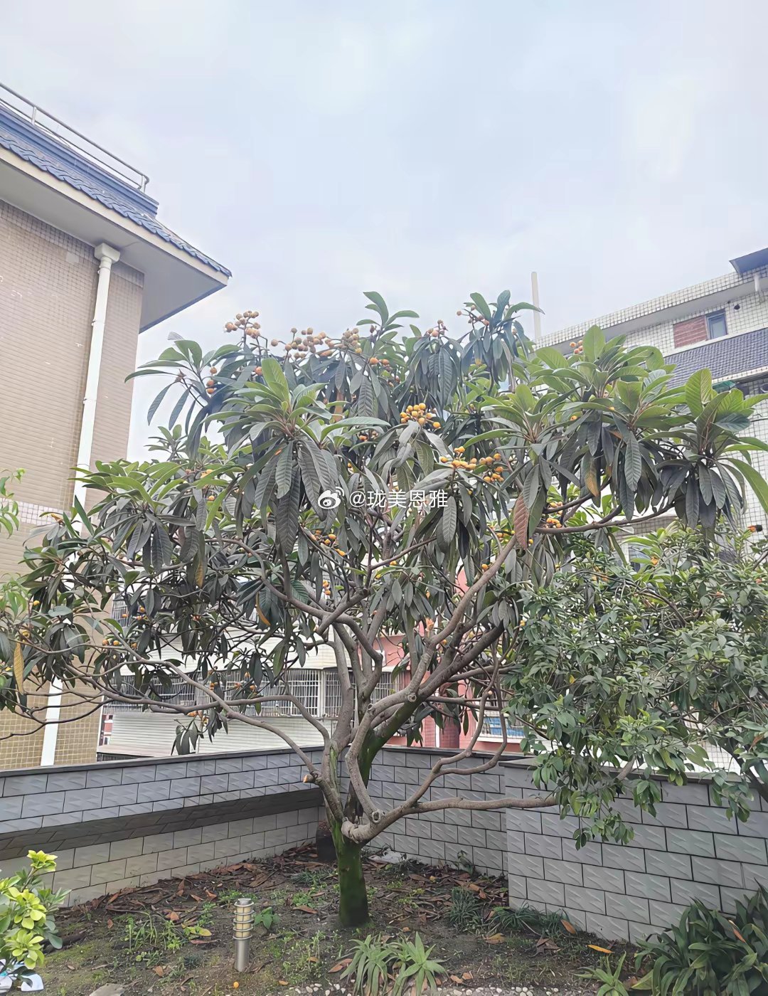 栽了18年的树终究还是忍痛砍掉了往后再也吃不到纯天然无公害的枇杷了
