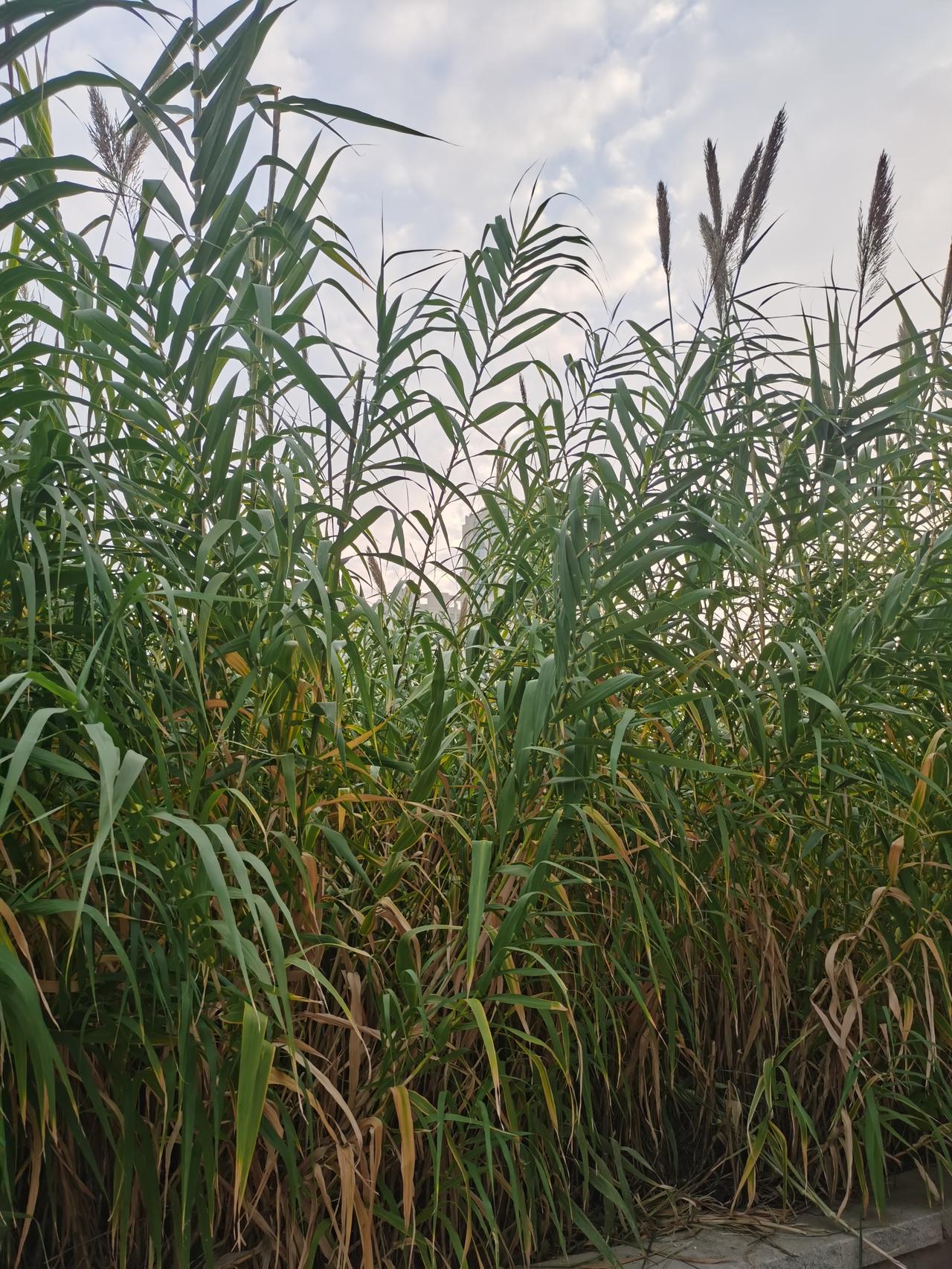 分享手机随拍的照片本来看着景色不错，拍夕阳的，结果夕阳躲在角落里那么没有存在感[